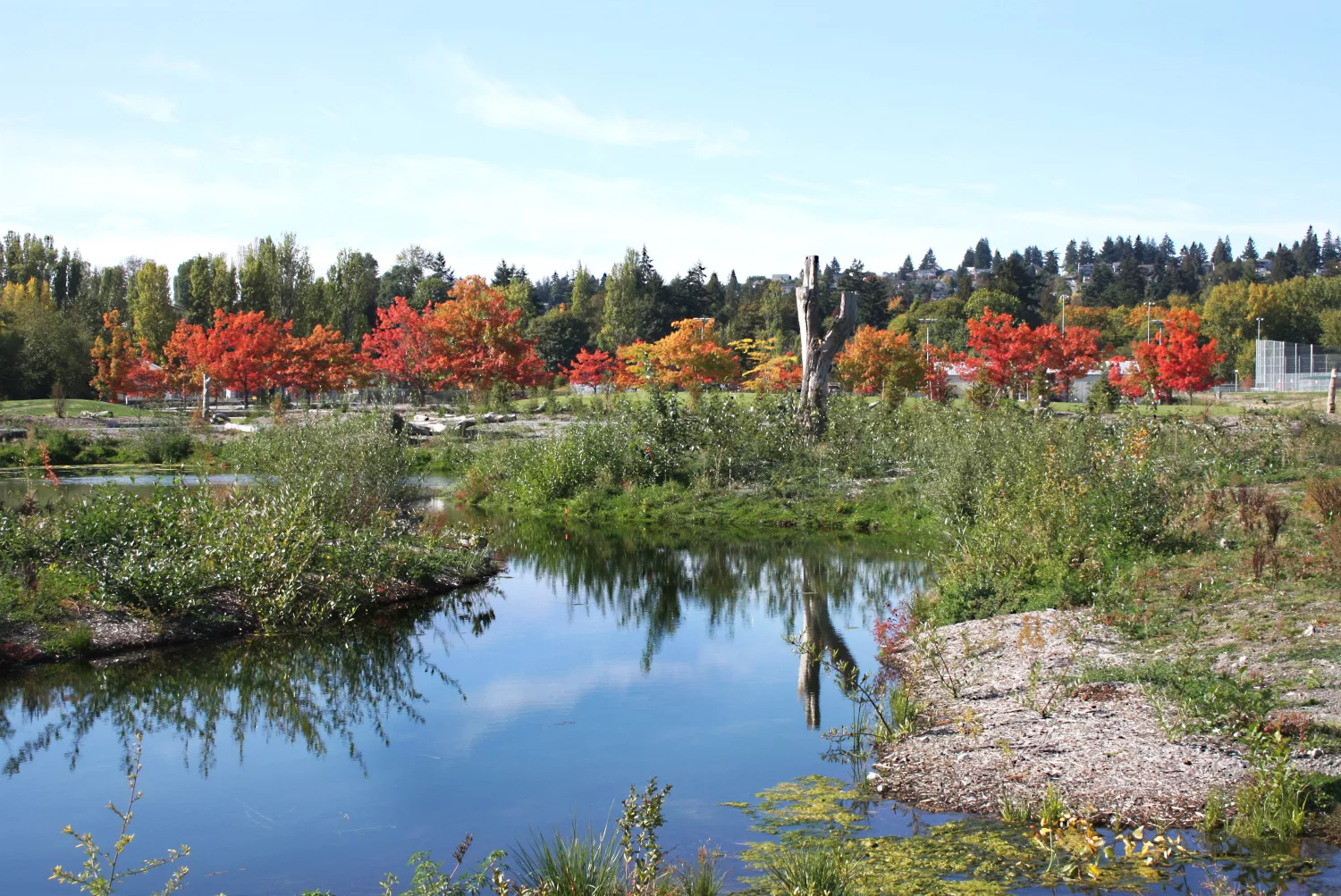 Magnuson Park Wetlands and Athletic Fields