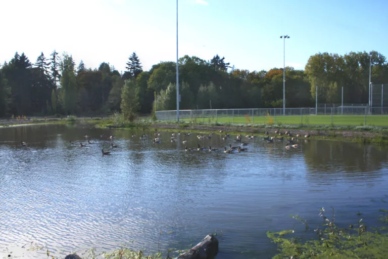 Magnuson Park Wetlands and Athletic Fields